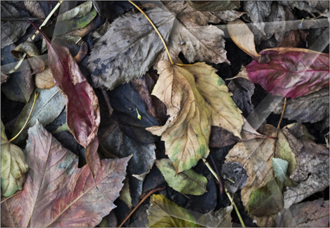 The group lost intrest after the fourth page... Some memmbers
reported scratchy eye irritations and scratchy burnng sensations.. 
 UNITED PHOTOGRAPHERS ASSOCIATION (UAF)
- LOS ANGELIS CA -
GYULA TECH PHOTOGRAPHY